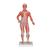 1/3 Life-Size Human Muscle Figure, 2 part, 1000212 [B59], Muscle Models (Small)