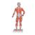 전신 근육 모형 1/4크기, 2파트 1/4 Life-Size Muscle Figure, 2-part, 1000212 [B59], 근육 모델 (Small)