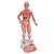 1/3 Life-Size Human Muscle Figure, 2 part, 1000212 [B59], Muscle Models (Small)