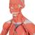 1/3 Life-Size Human Muscle Figure, 2 part, 1000212 [B59], Muscle Models (Small)