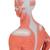 1/3 Life-Size Human Muscle Figure, 2 part, 1000212 [B59], Muscle Models (Small)