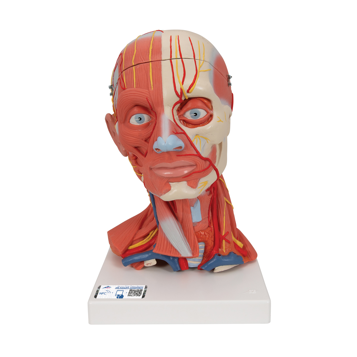 Модель мускулатуры головы и шеи, 5 частей - 3B Smart Anatomy - 1000214 -  C05 - Модели головы человека - 3B Scientific