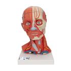 Head and Neck Musculature Model, 5 part, 1000214 [C05], Head Models