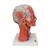 Head and Neck Musculature Model, 5 part, 1000214 [C05], Head Models (Small)