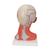 Head and Neck Musculature Model, 5 part, 1000214 [C05], Head Models (Small)