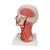 Head and Neck Musculature Model, 5 part, 1000214 [C05], Head Models (Small)