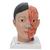 Asian Deluxe Head Model with Neck, 4 part, 1000215 [C06], Head Models (Small)