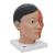 Asian Deluxe Head Model with Neck, 4 part, 1000215 [C06], Head Models (Small)