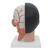 Asian Deluxe Head Model with Neck, 4 part, 1000215 [C06], Head Models (Small)