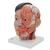 Asian Deluxe Head Model with Neck, 4 part, 1000215 [C06], Head Models (Small)