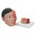 Asian Deluxe Head Model with Neck, 4 part, 1000215 [C06], Head Models (Small)