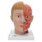 Human Head Model with Neck, 4 part, 1000216 [C07], Head Models