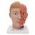 Human Head Model with Neck, 4 part, 1000216 [C07], Head Models (Small)