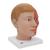 Human Head Model with Neck, 4 part, 1000216 [C07], Head Models (Small)