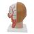 Human Head Model with Neck, 4 part, 1000216 [C07], Head Models (Small)