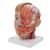 Human Head Model with Neck, 4 part, 1000216 [C07], Head Models (Small)