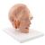 Human Head Model, 6 part, 1000217 [C09/1], Head Models (Small)