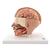 Human Head Model, 6 part, 1000217 [C09/1], Head Models (Small)