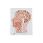 La columna vertebral - Anatomía y patología - 1001811 - VR3152L