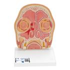 Model of Frontal Section of Human Head (paranasal sinuses), 1012789 [C13/1], Head Models