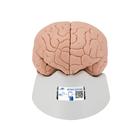 Encéfalo económico, desmontable en 2 piezas, 1000223 [C15/1], Modelos de Cerebro