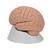 Introductory Human Brain Model, 2 part, 1000223 [C15/1], Brain Models (Small)