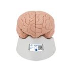 Human Brain Model, 2 part, 1000222 [C15], Brain Models