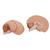 Human Brain Model, 2 part, 1000222 [C15], Brain Models (Small)