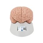 Encéfalo clásico, desmontable en 4 piezas, 1000224 [C16], Modelos de Cerebro