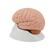 Human Brain Model, 4 part, 1000224 [C16], Brain Models (Small)