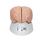 Encéfalo de lujo, desmontable en 8 piezas, 1000225 [C17], Modelos de Cerebro