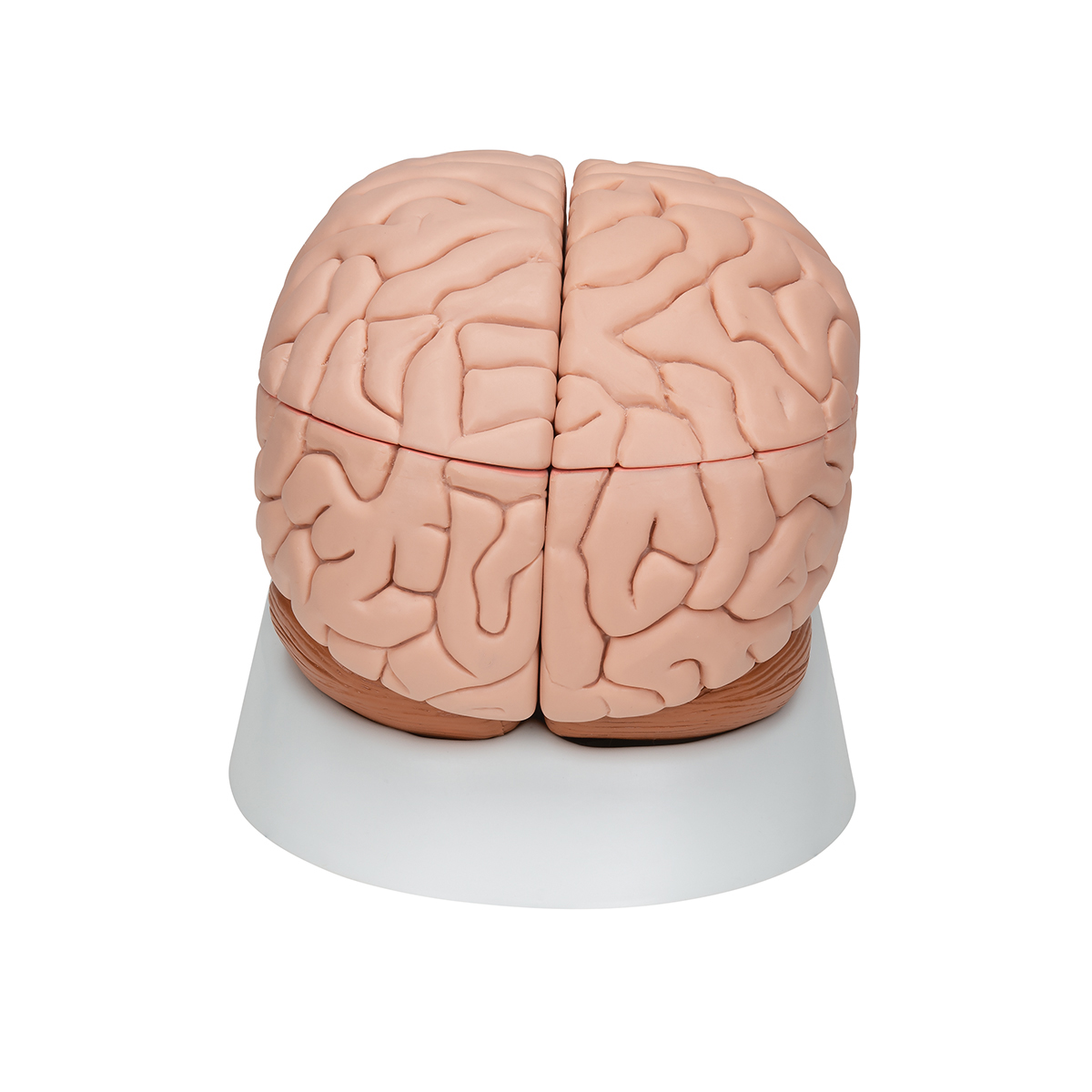 Anatomical Teaching Models Plastic Human Brain Models 8 Part Brain   C17 04 1200 1200 Brain Model 8 Part 