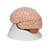 Human Brain Model, 8 part, 1000225 [C17], Brain Models (Small)