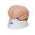 Human Brain Model, 8 part, 1000225 [C17], Brain Models (Small)