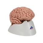 Classic Human Brain Model, 5 part, 1000226 [C18], Brain Models