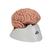 Classic Human Brain Model, 5 part, 1000226 [C18], Brain Models (Small)