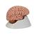 Classic Human Brain Model, 5 part, 1000226 [C18], Brain Models (Small)