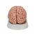 Classic Human Brain Model, 5 part, 1000226 [C18], Brain Models (Small)