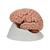 Classic Human Brain Model, 5 part - 3B Smart Anatomy, 1000226 [C18], Options (Small)