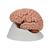 Classic Human Brain Model, 5 part, 1000226 [C18], Brain Models (Small)