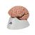 Classic Human Brain Model, 5 part - 3B Smart Anatomy, 1000226 [C18], Options (Small)