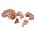 Classic Human Brain Model, 5 part, 1000226 [C18], Brain Models (Small)