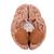 Classic Human Brain Model, 5 part, 1000226 [C18], Brain Models (Small)