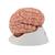 Human Brain Model with Arteries, 9 part, 1017868 [C20], Brain Models (Small)