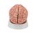 Human Brain Model with Arteries, 9 part, 1017868 [C20], Brain Models (Small)