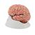 Human Brain Model with Arteries, 9 part, 1017868 [C20], Brain Models (Small)