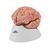 Human Brain Model with Arteries, 9 part, 1017868 [C20], Brain Models (Small)