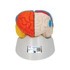 Cerebro neuro-anatómico, desmontable en 8 piezas, 1000228 [C22], Modelos de Cerebro