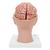 Human Brain Model with Arteries on Base of Head, 8 part, 1017869 [C25], Brain Models (Small)