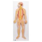 Human Nervous System Model, 1/2 Life-Size, 1000231 [C30], Nervous System Models